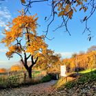 Herbst bei Auerbach fotografiert von Dieter