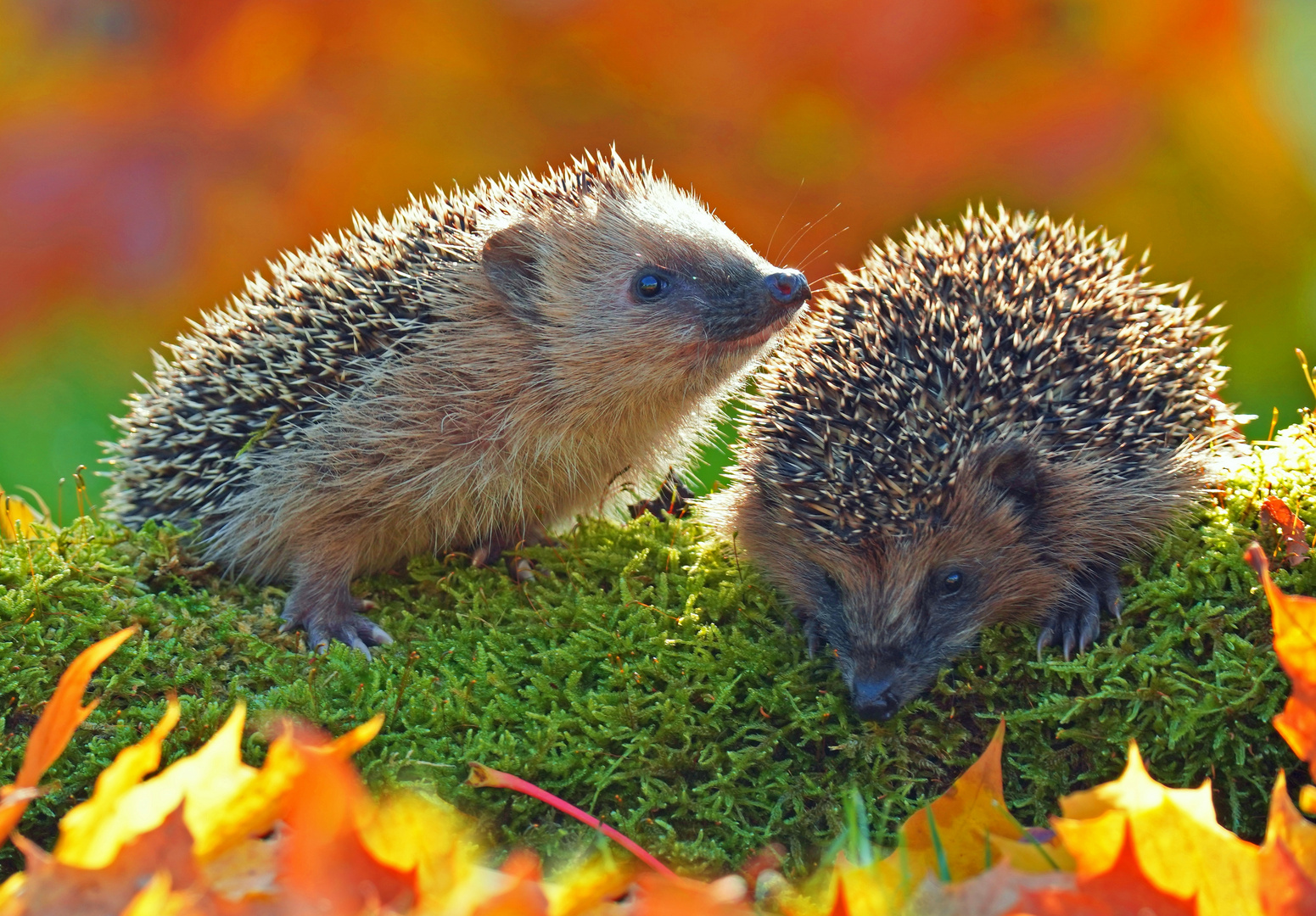 Herbst bei den Igeln