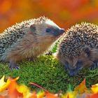 Herbst bei den Igeln