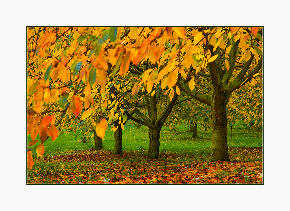 herbst bei den kirschbäumen