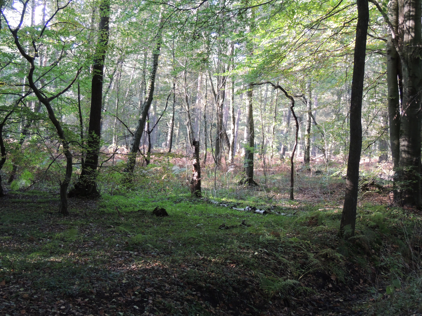 Herbst bei den Teufelssteinen