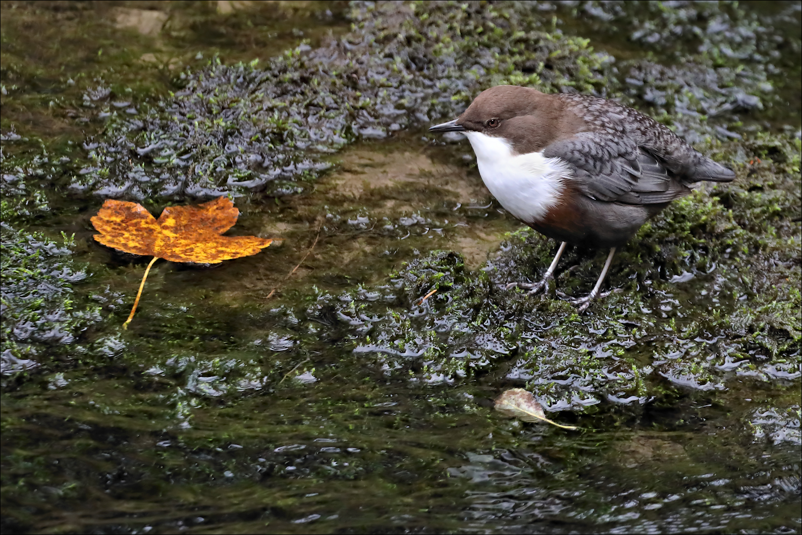 Herbst bei den Wasseramseln