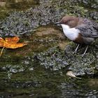 Herbst bei den Wasseramseln