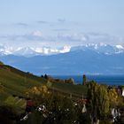 Herbst bei Meersburg