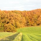 Herbst bei Ostbüren