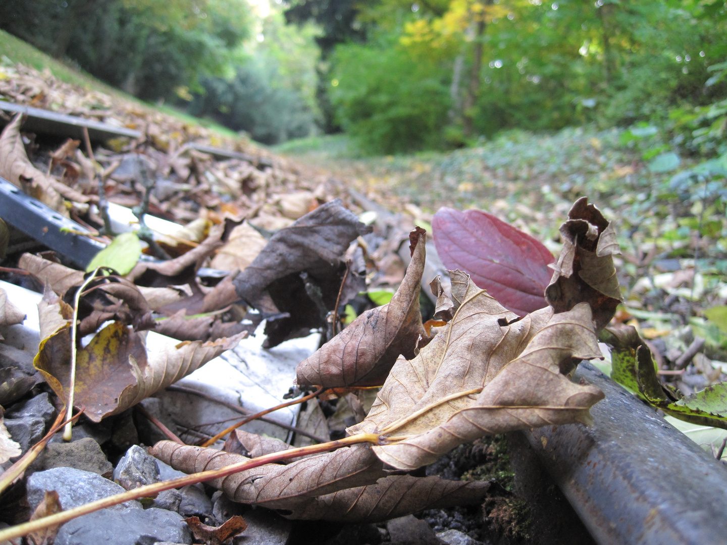 Herbst bei Schiene