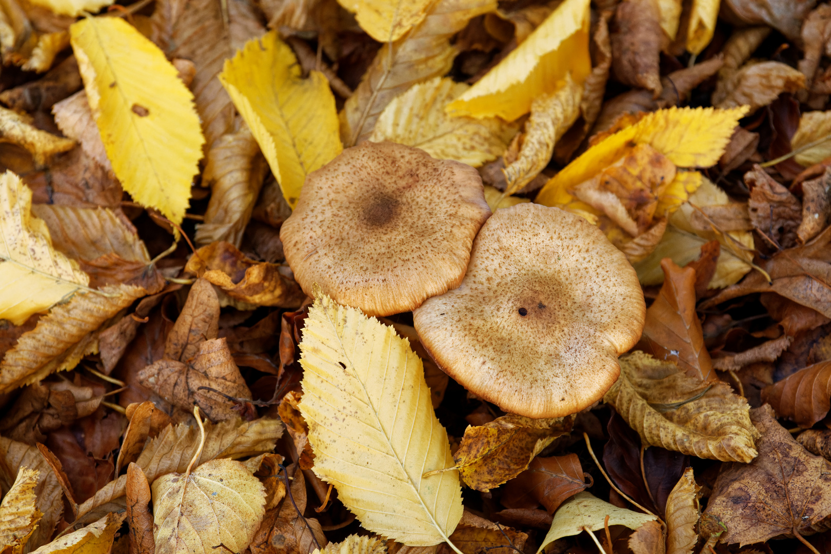 Herbst bei Schloss Scherneck