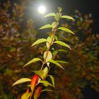 Herbst bei Vollmond