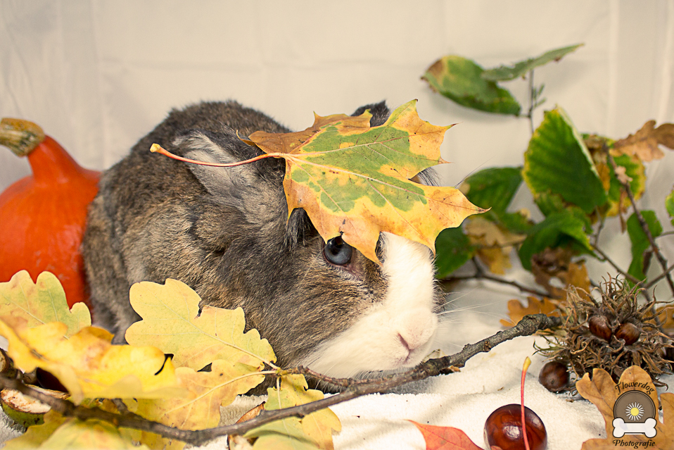 Herbst bei Zwergkaninchen Max