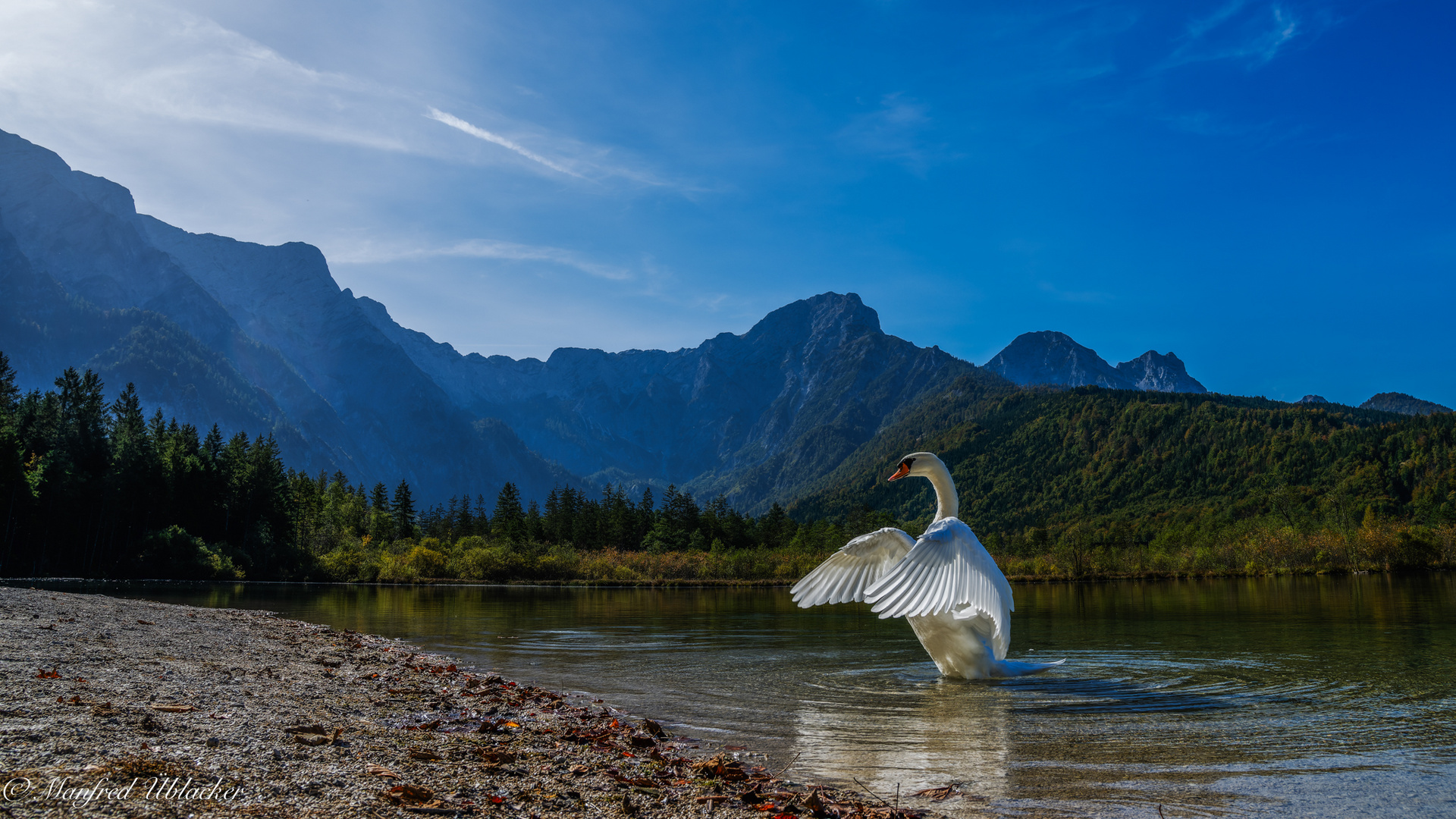 Herbst beim Almsee ...