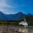 Herbst beim Almsee ...