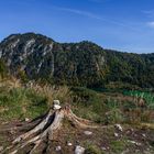 Herbst beim Almsee ...