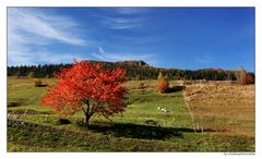 Herbst beim Safrandorf Mund (Wallis/CH)