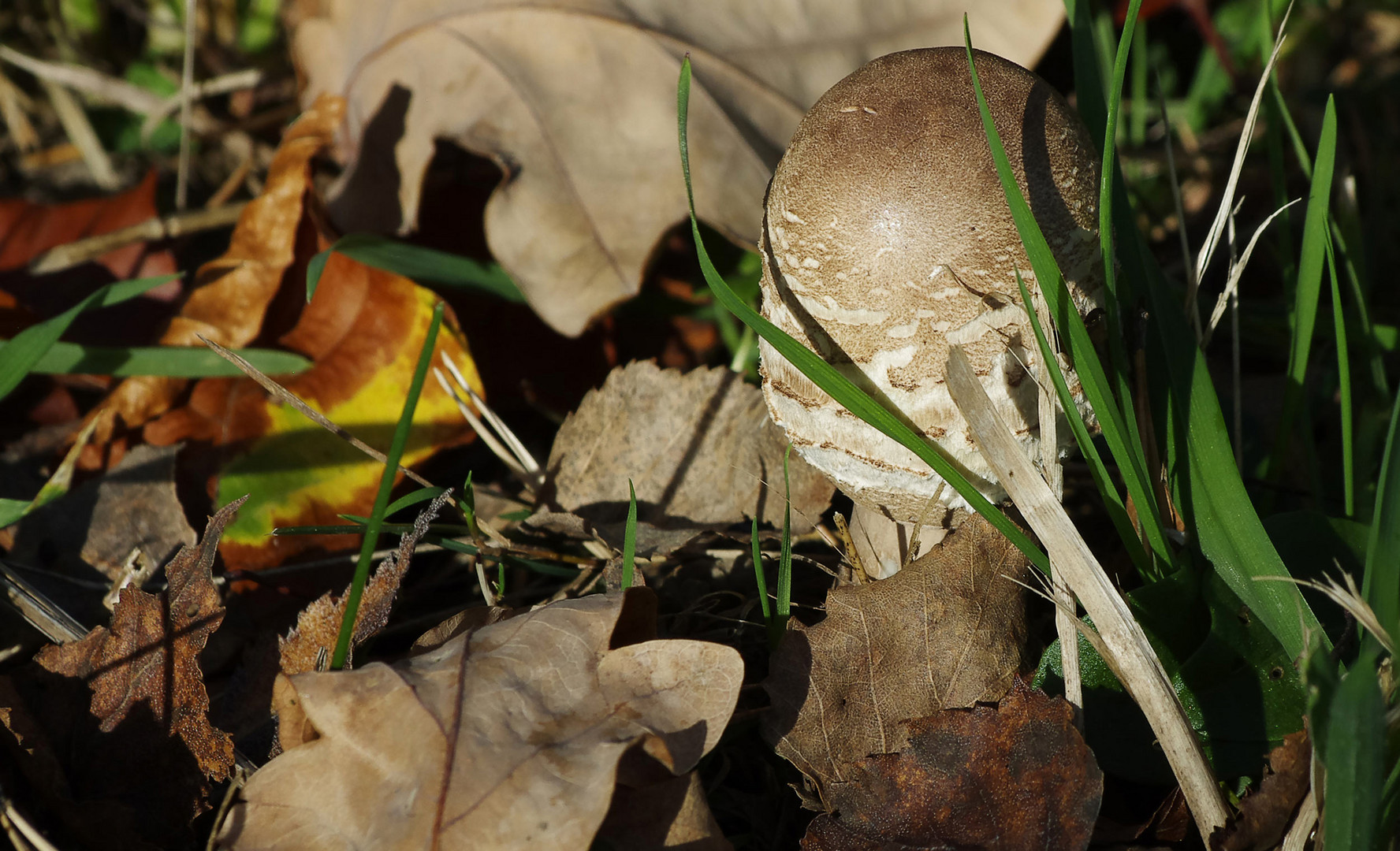 ...Herbst beim Segelflugplatz