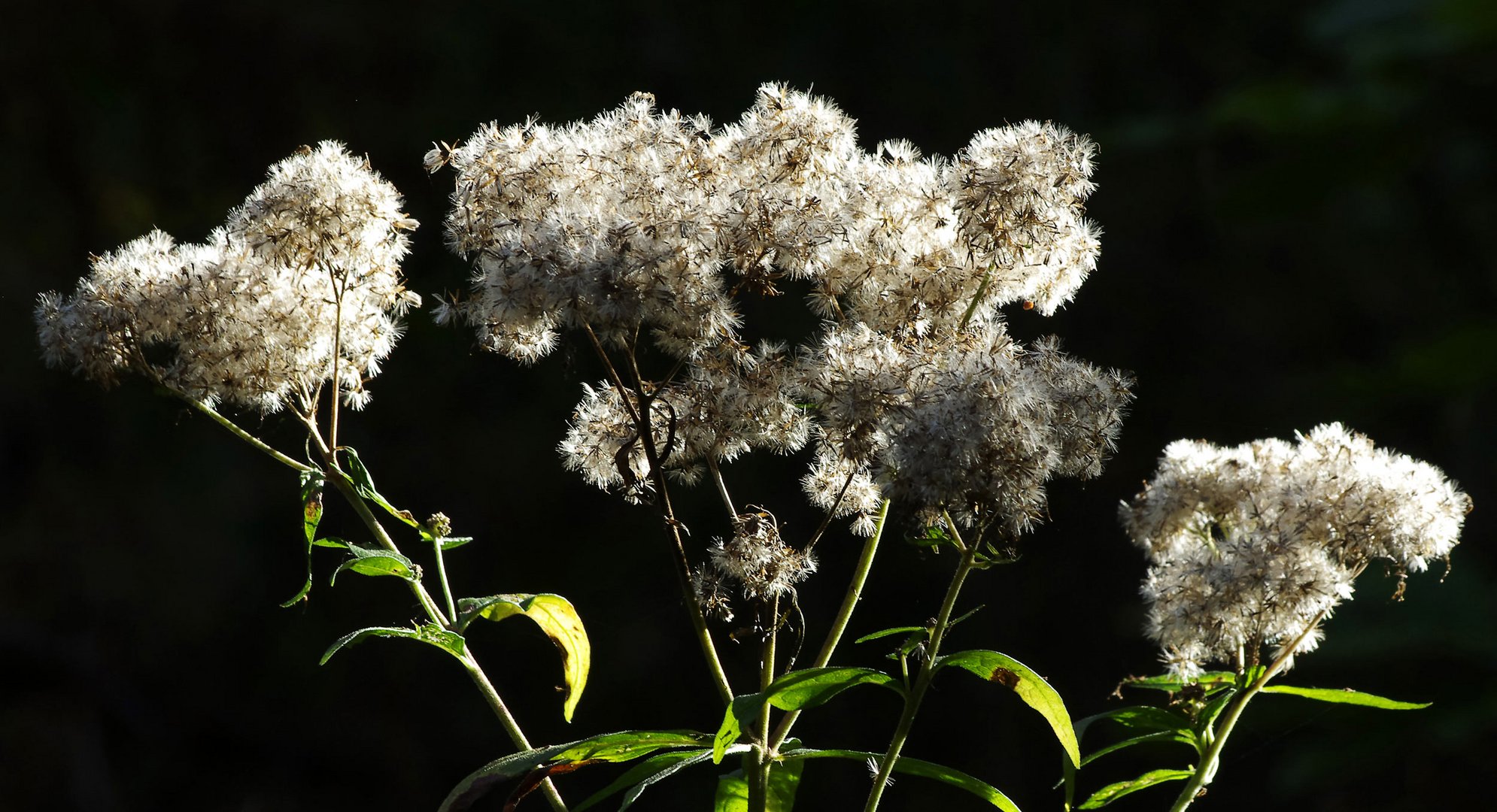 ...Herbst beim Segelflugplatz