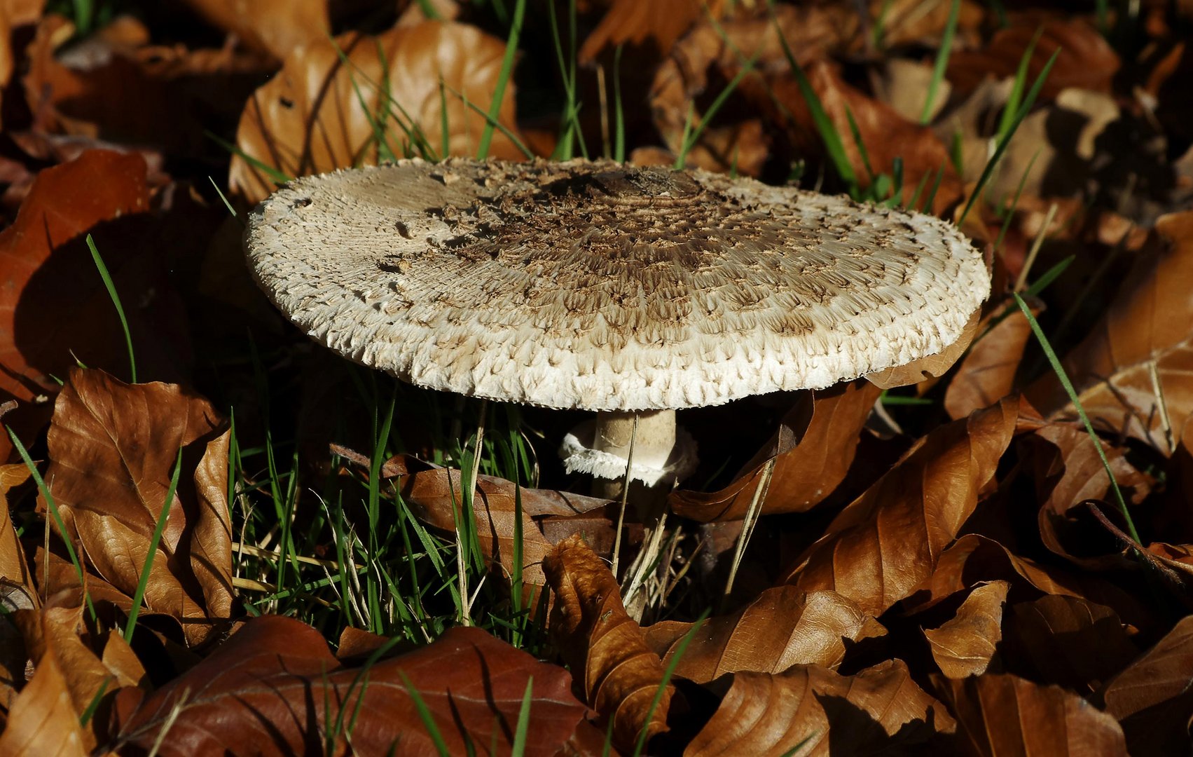 ...Herbst beim Segelflugplatz