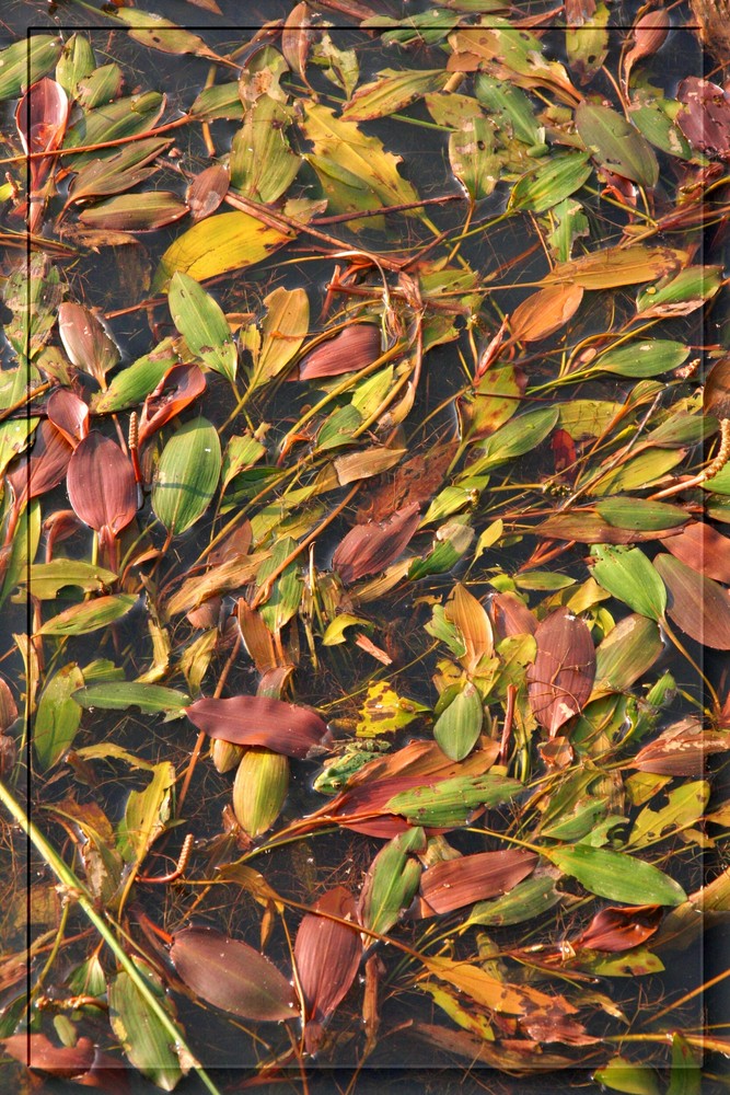 Herbst beim Wassermann