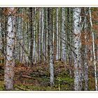 Herbst-Bergwald