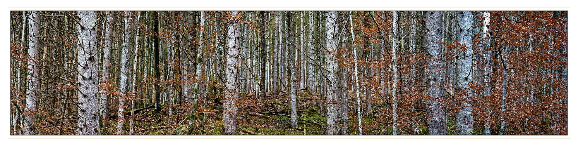 Herbst-Bergwald