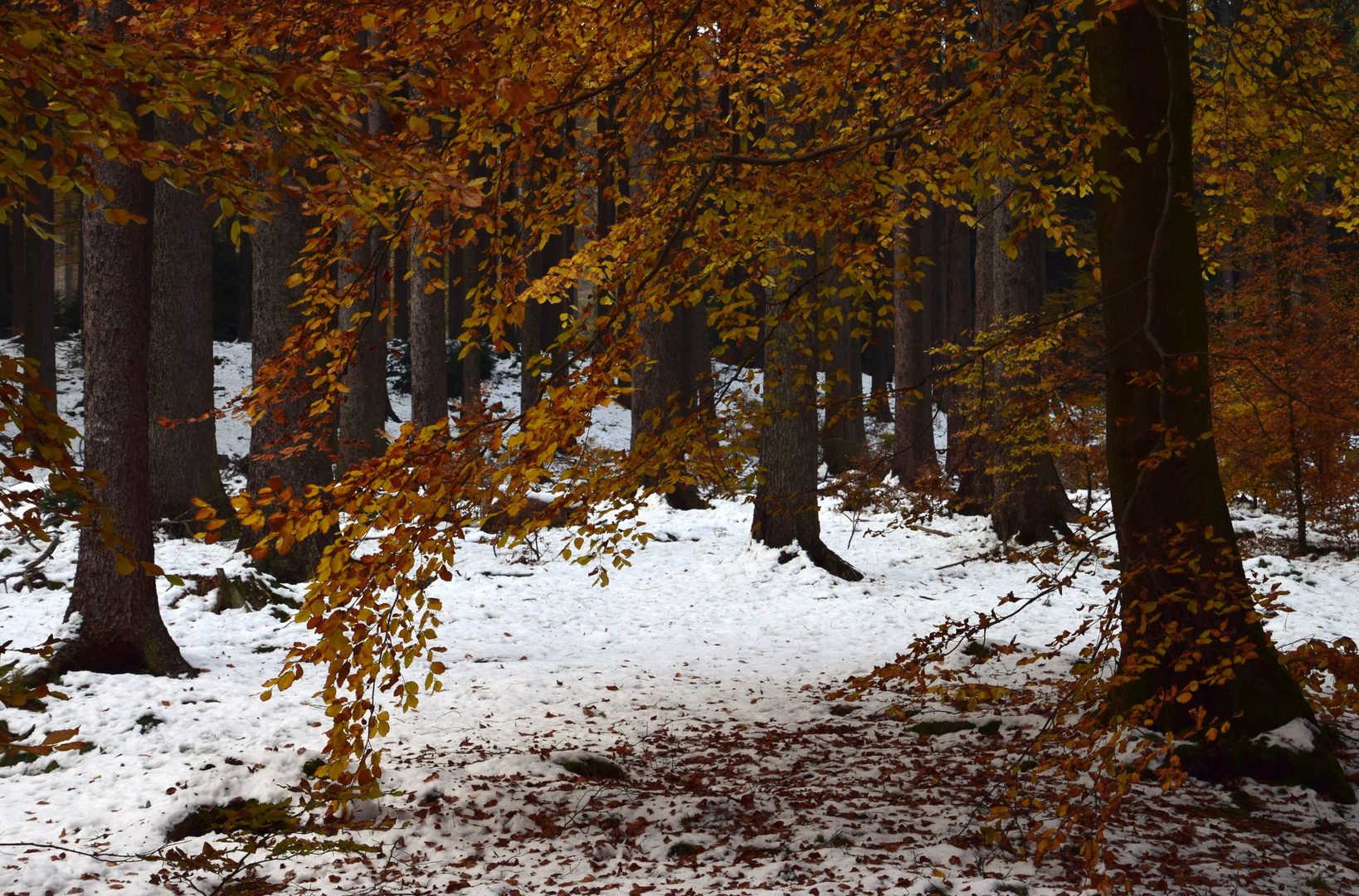 Herbst berührt Winter .......