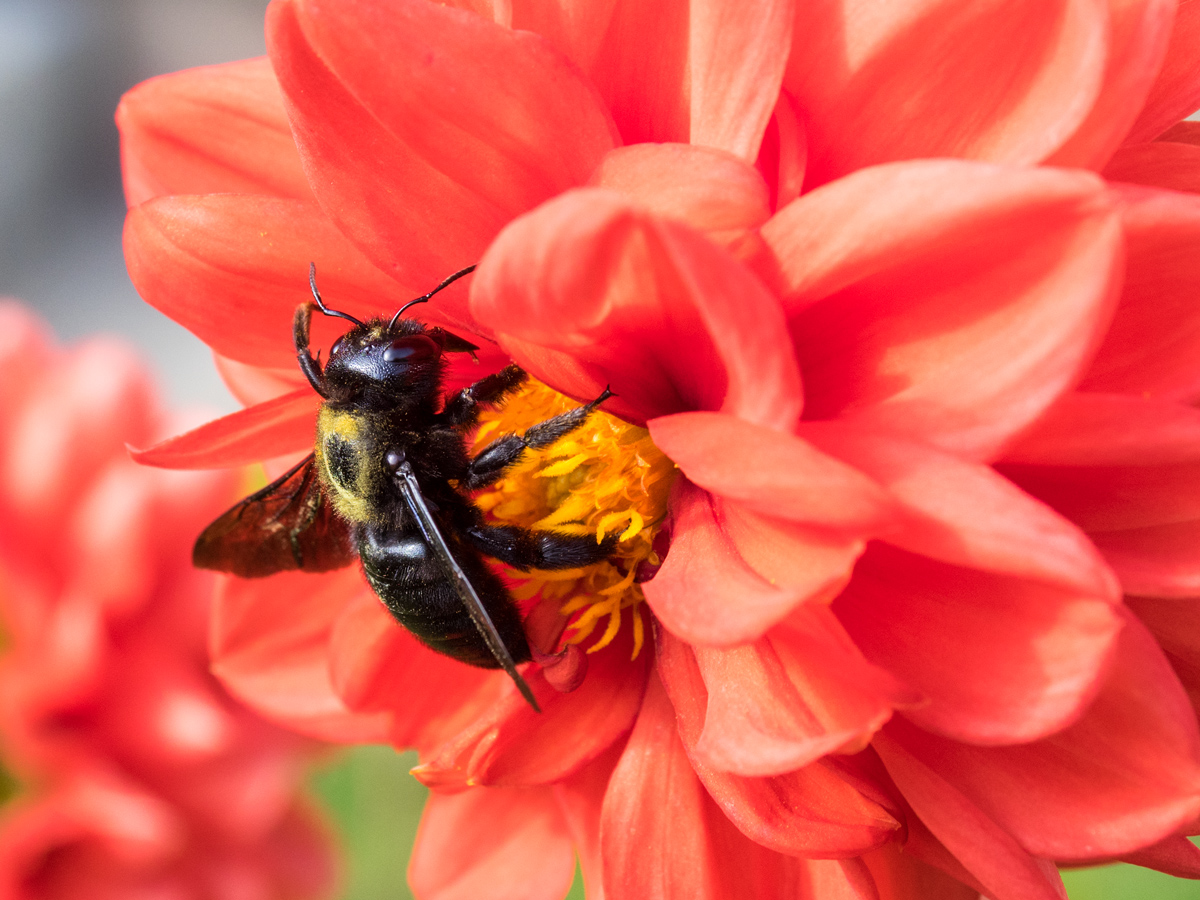 Herbst Besuch