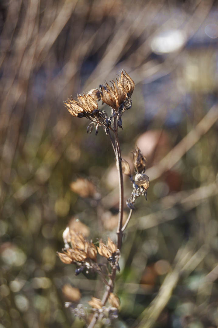 Herbst