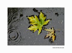 Herbst Bild