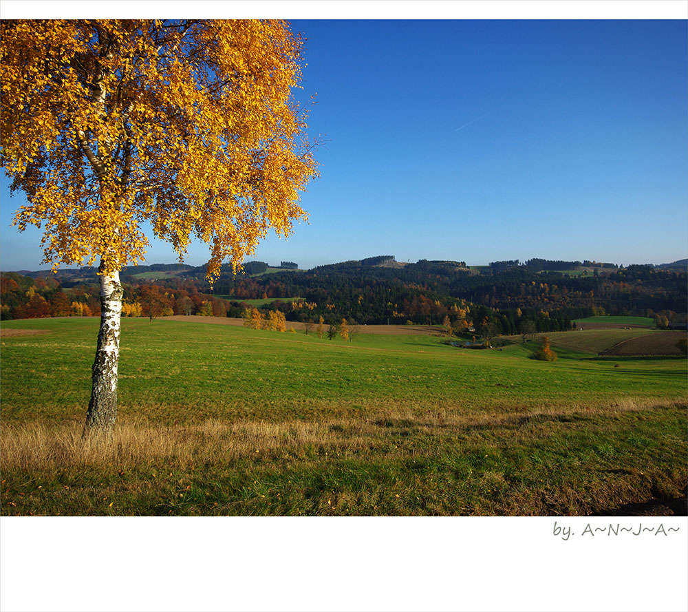 * Herbst- Birke...*
