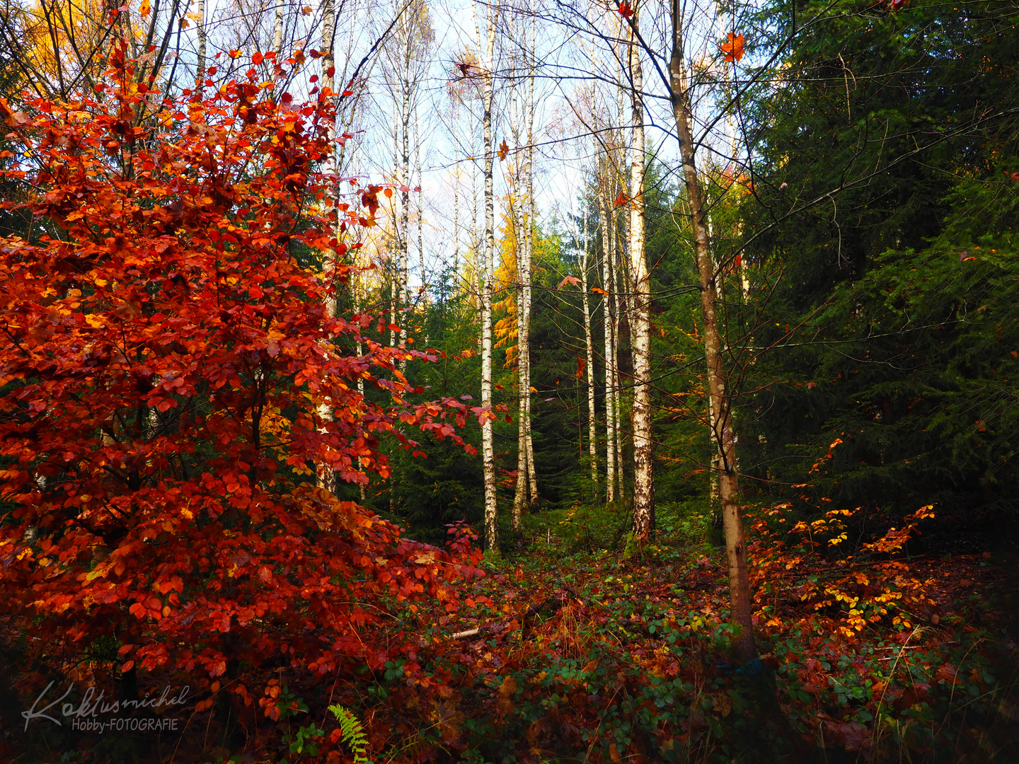 Herbst-Birken