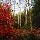 Herbst-Birken