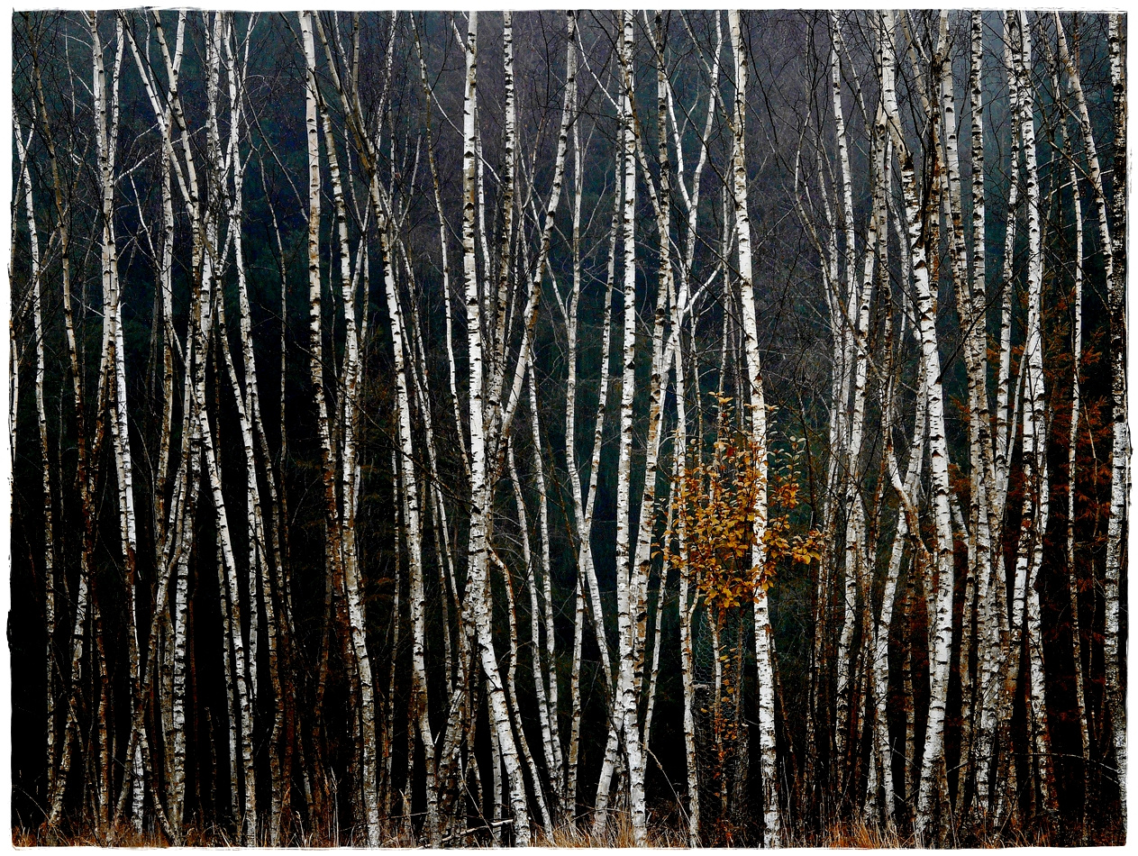 Herbst .. Birkenwald