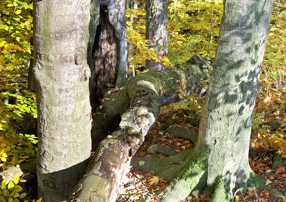 Herbst - bitte ein Stück zum mitnehmen!