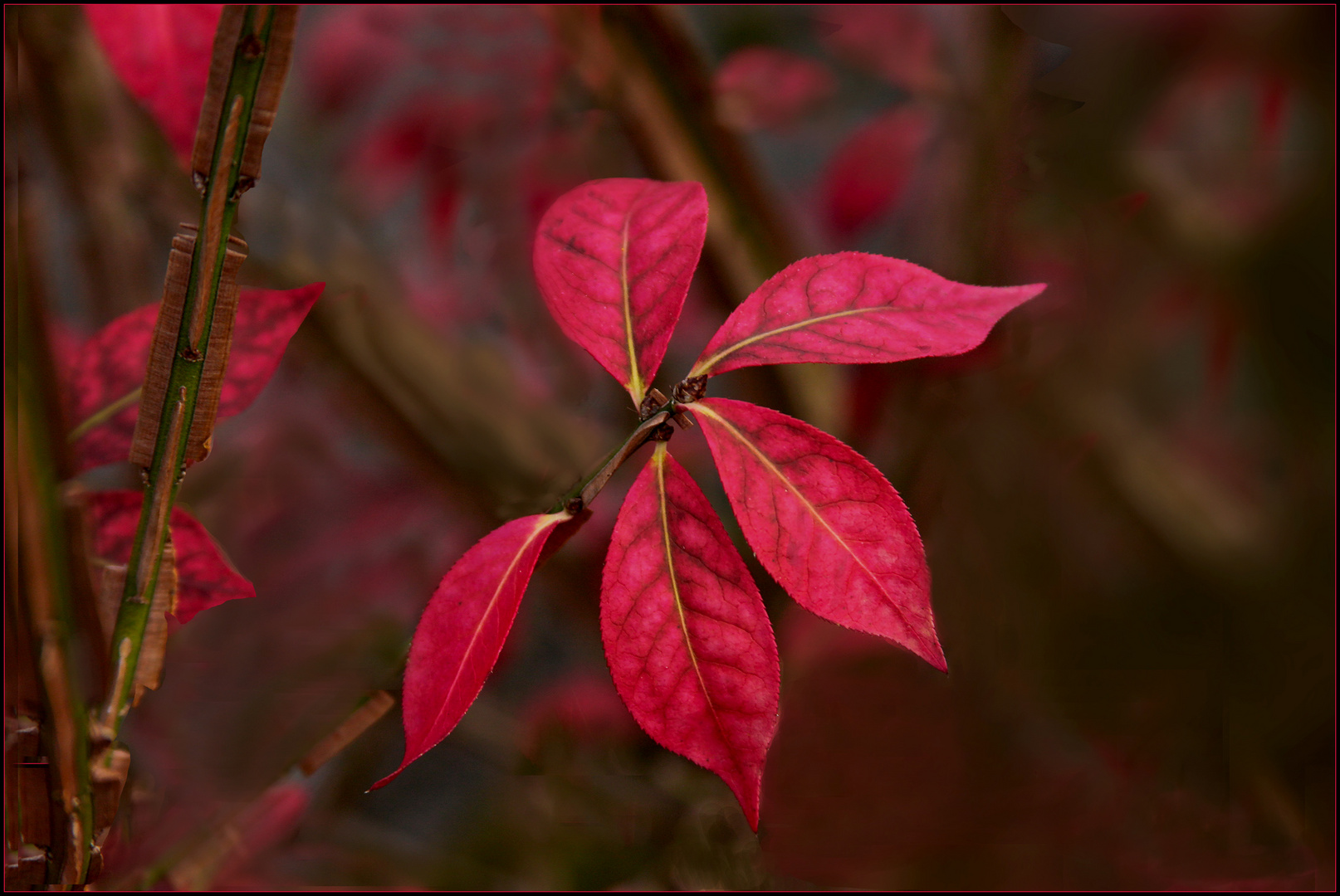 Herbst  Blätter  