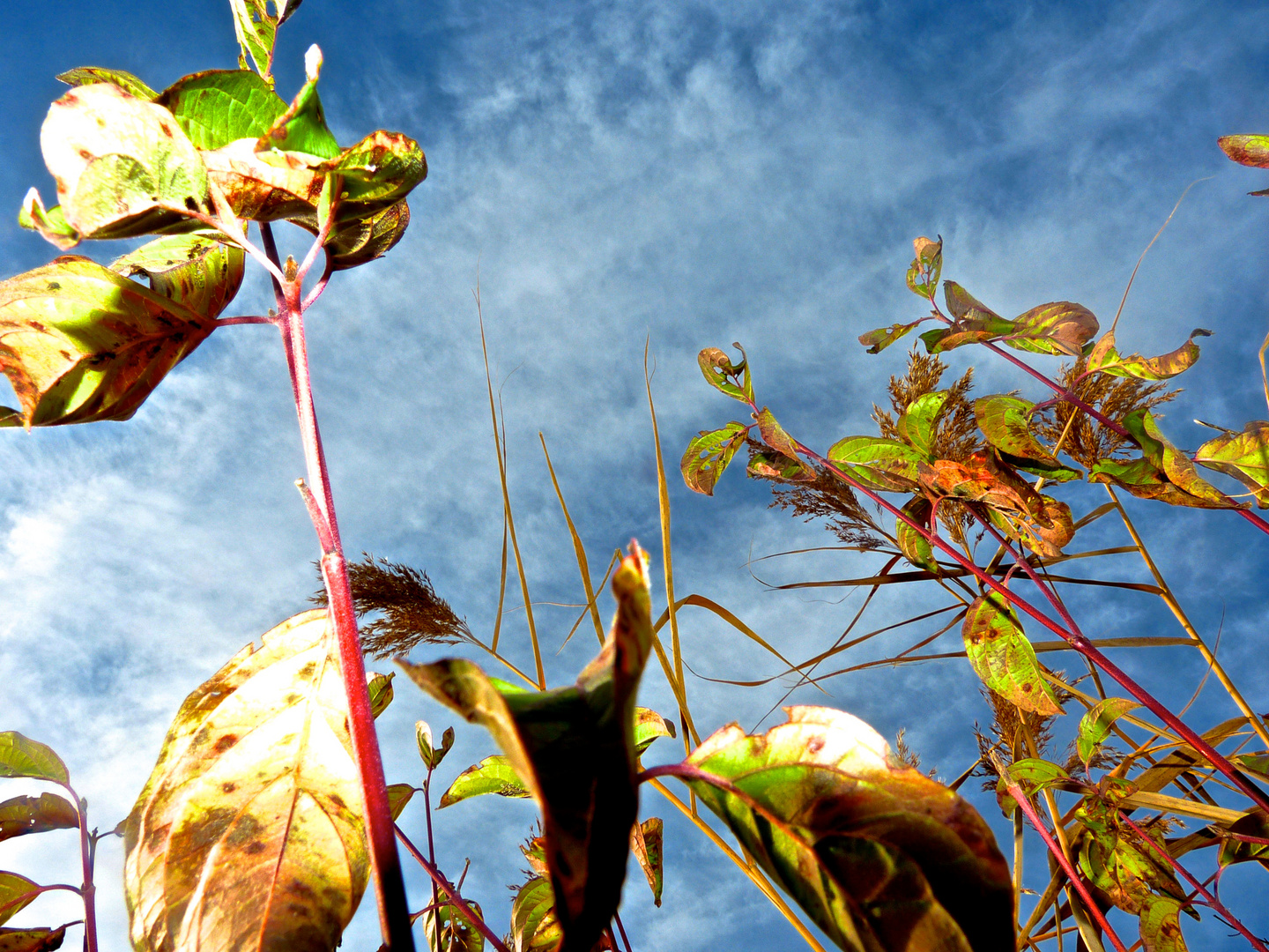 Herbst-Blätter