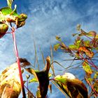 Herbst-Blätter