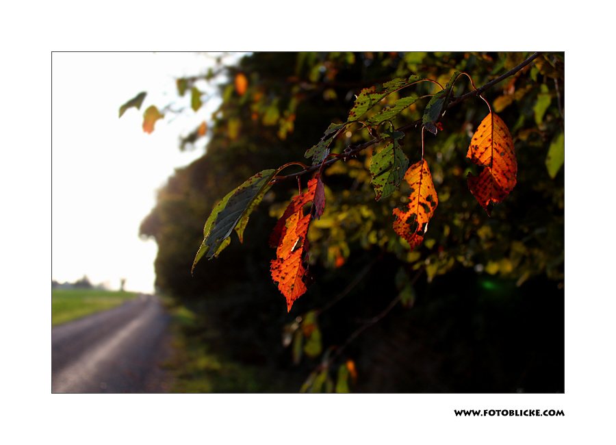 Herbst Blätter