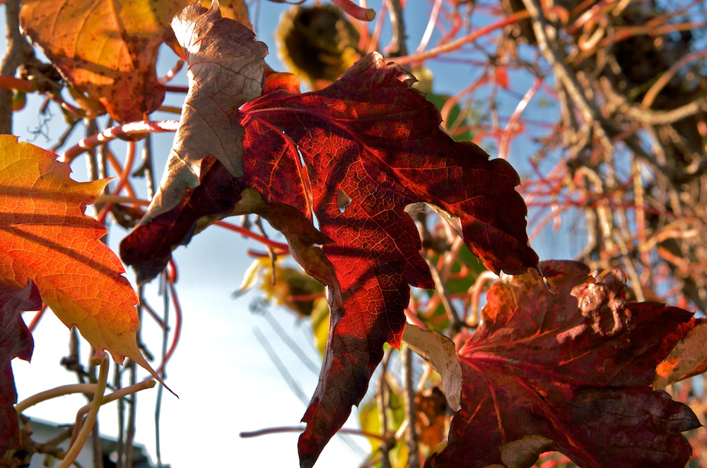 Herbst Blätter 2