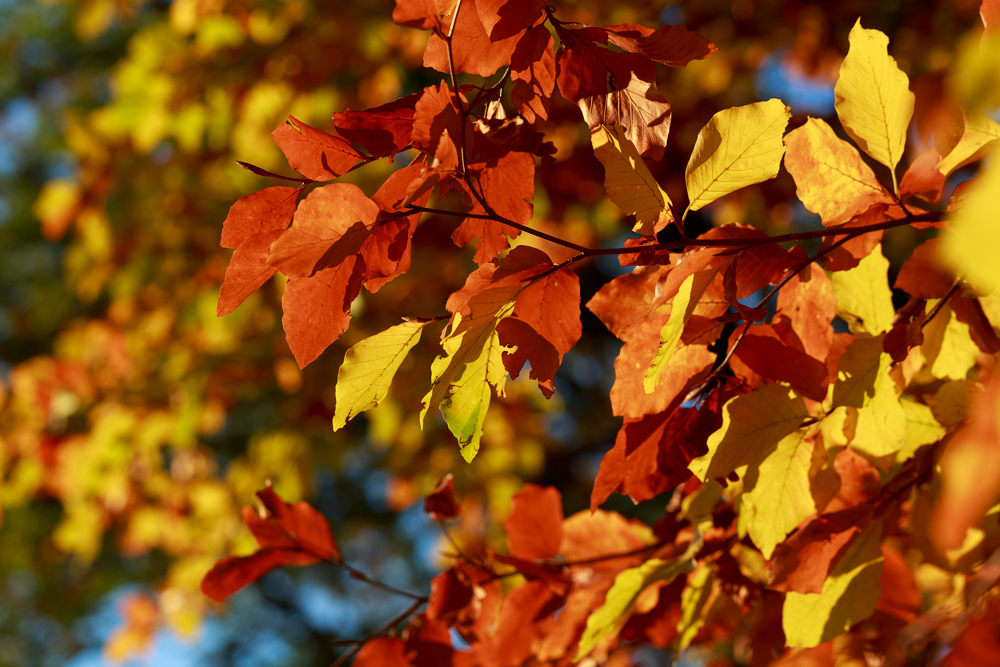 Herbst Blätter