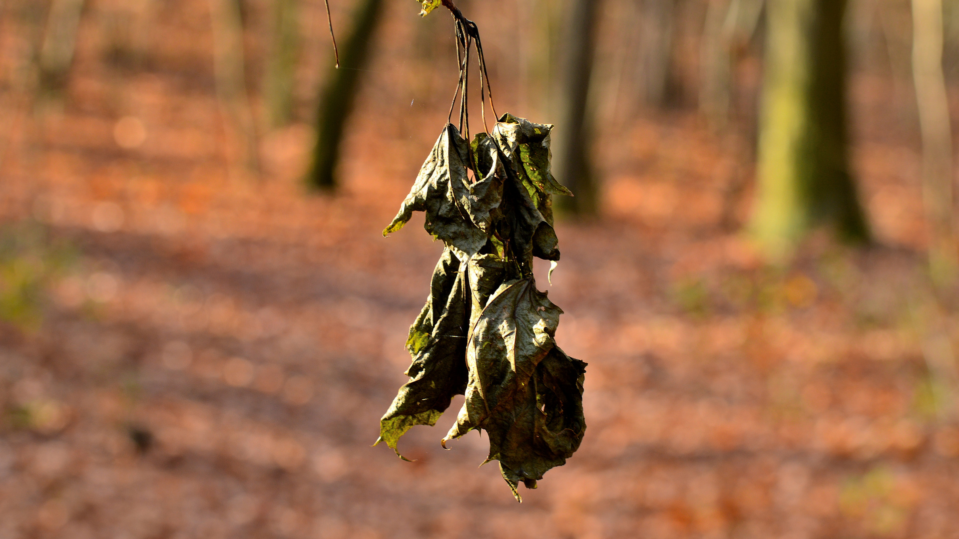 Herbst-Blätter