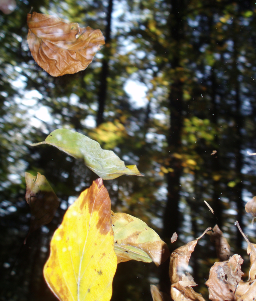 Herbst - Blätter