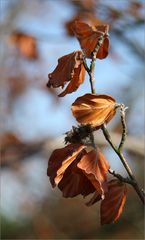 Herbst ..... blätter