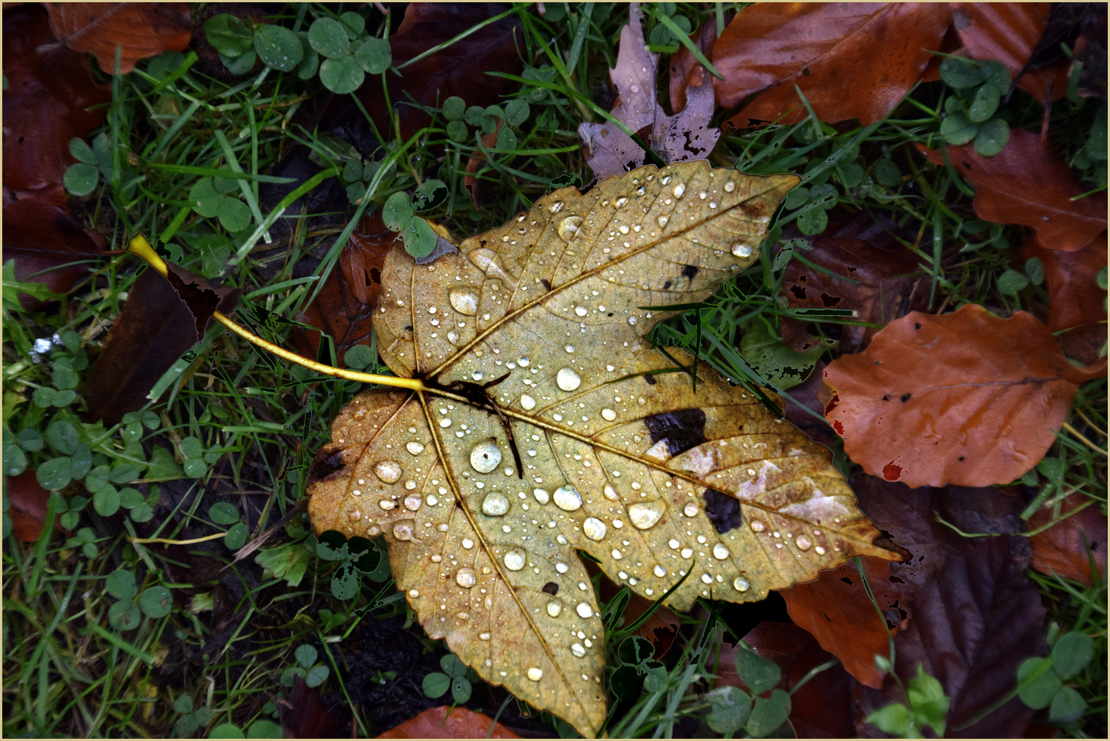 Herbst-Blätter