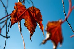 Herbst Blätter