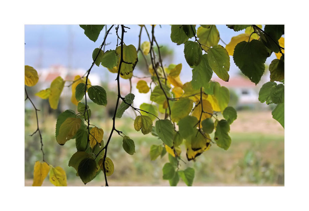 Herbst-Blätter.