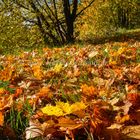 Herbst Blätter