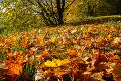 Herbst Blätter