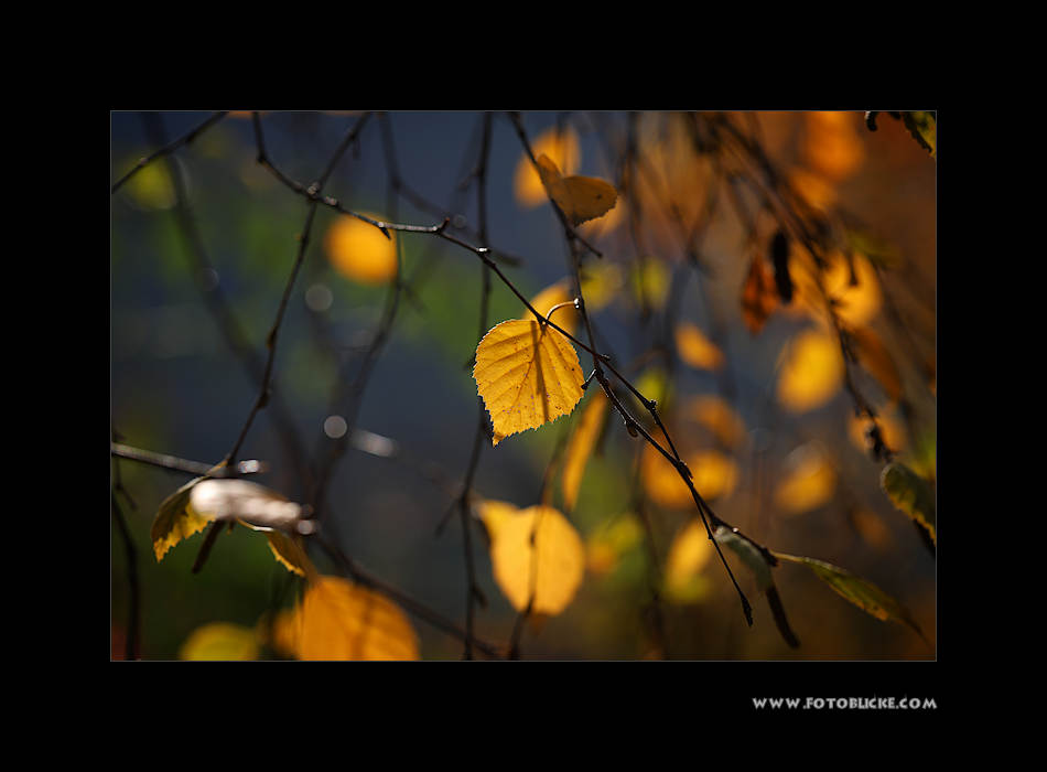 Herbst Blätter