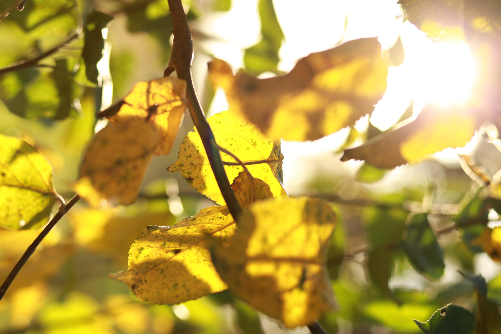 Herbst Blätter