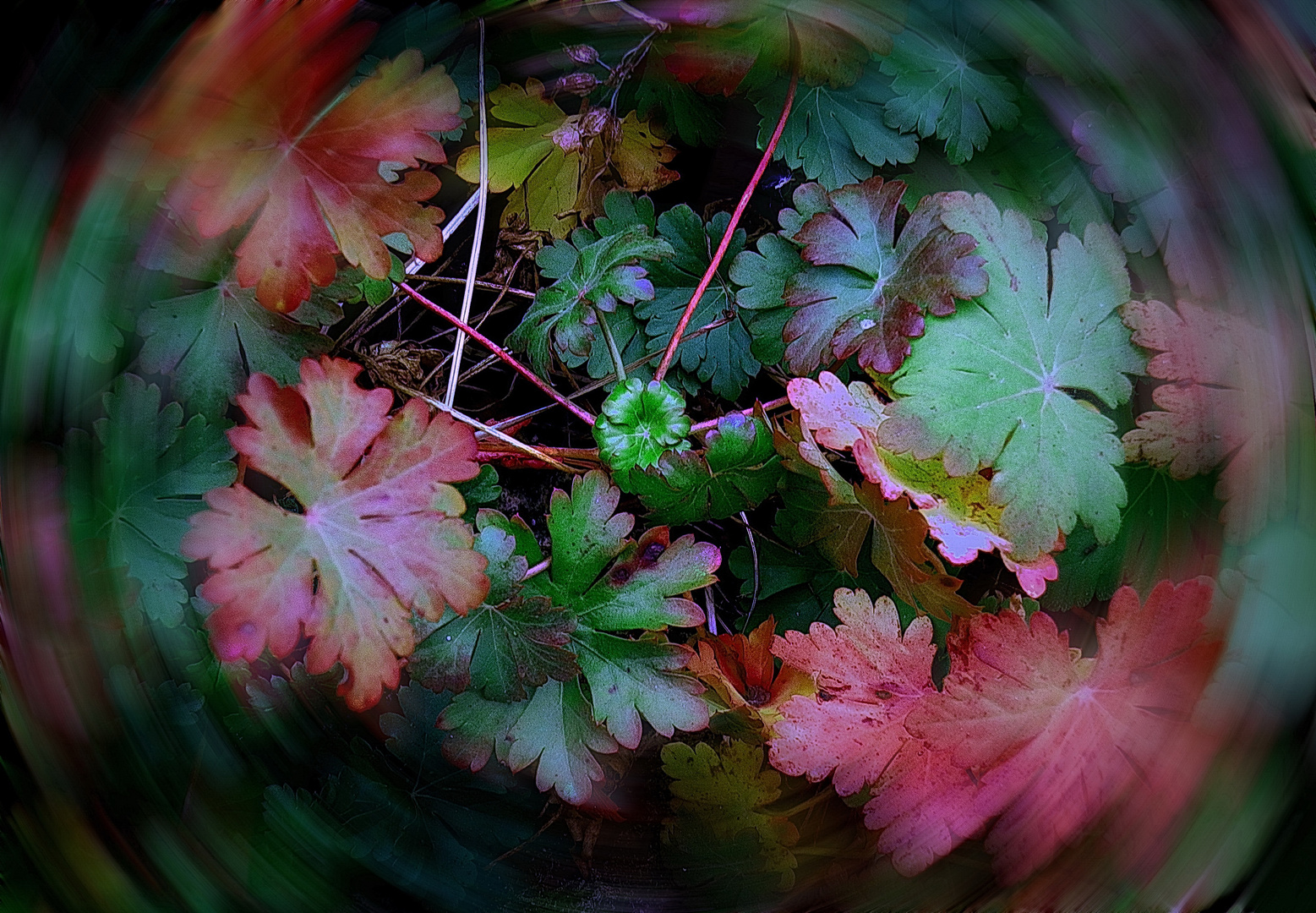 Herbst Blätter Foto & Bild | nature, herbst, fleurs Bilder auf