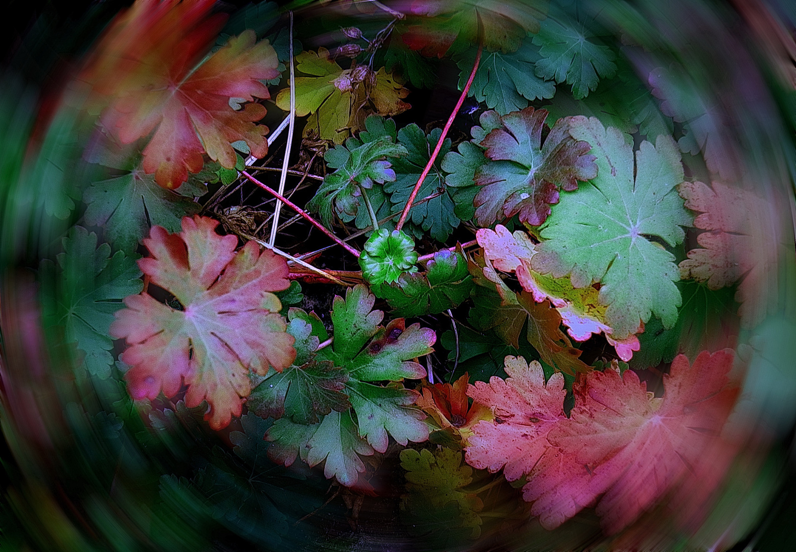    Herbst Blätter 